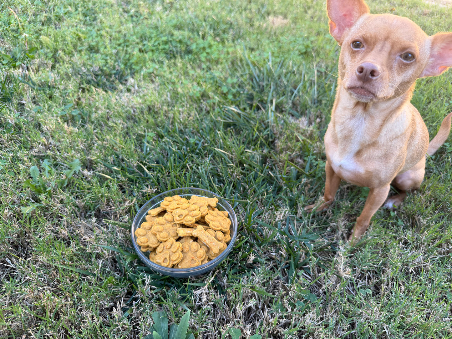 Carrot & Apple Cookies.