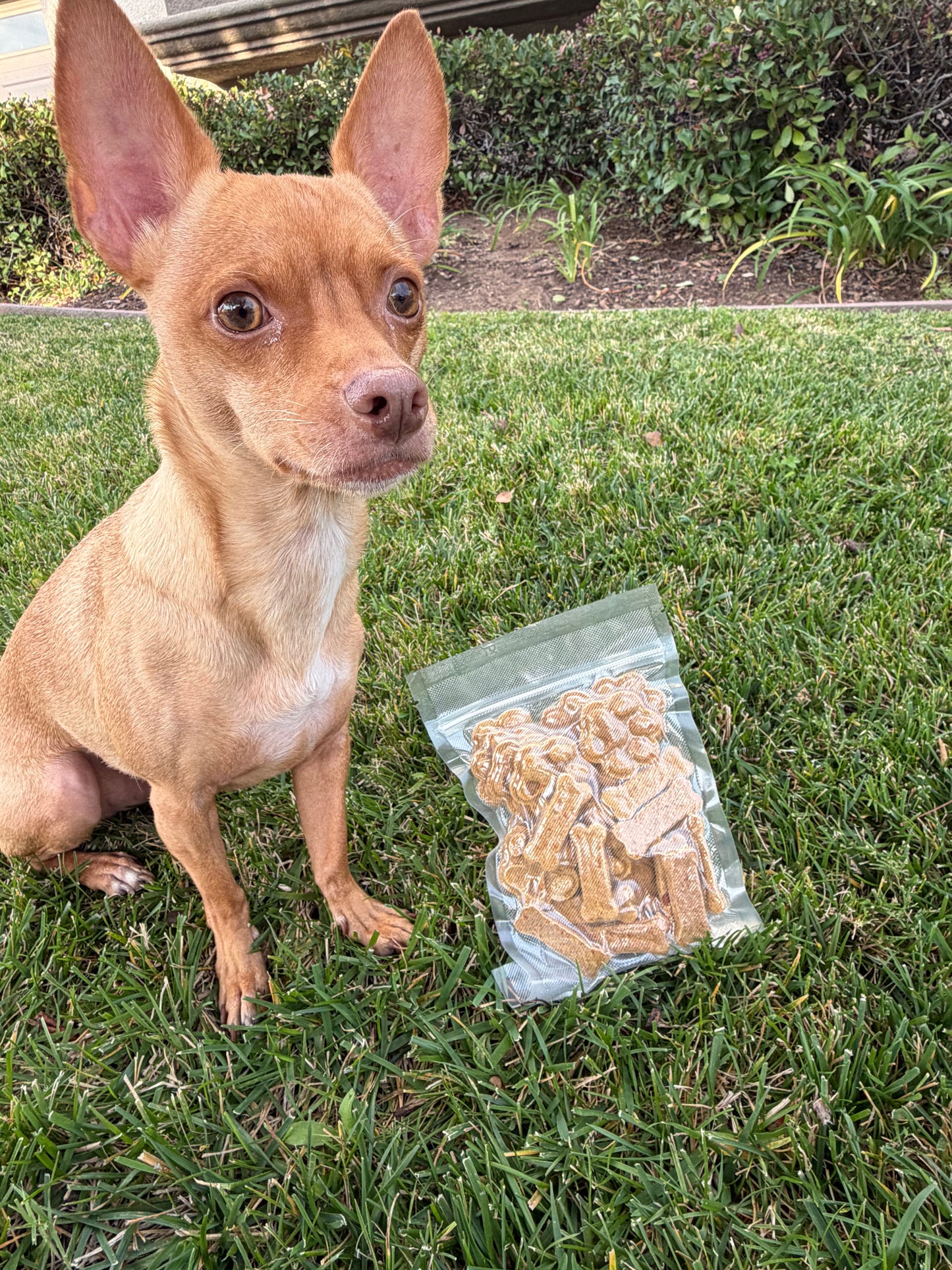 Chicken & Pumpkin Cookies