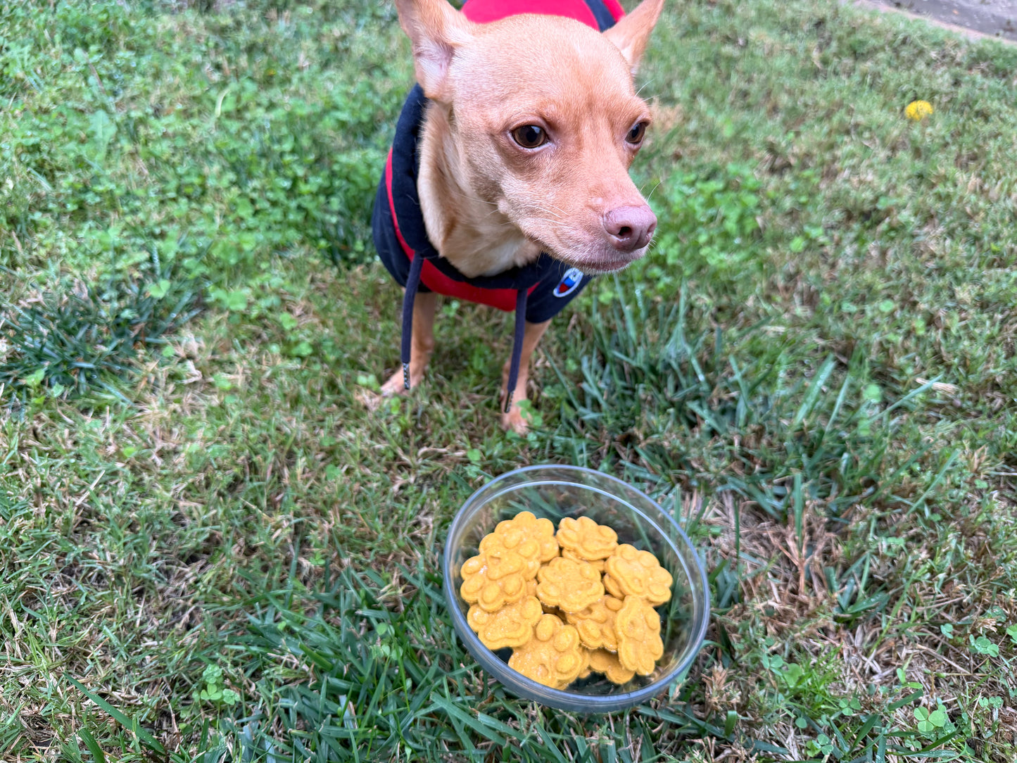 Chicken & Pumpkin Cookies