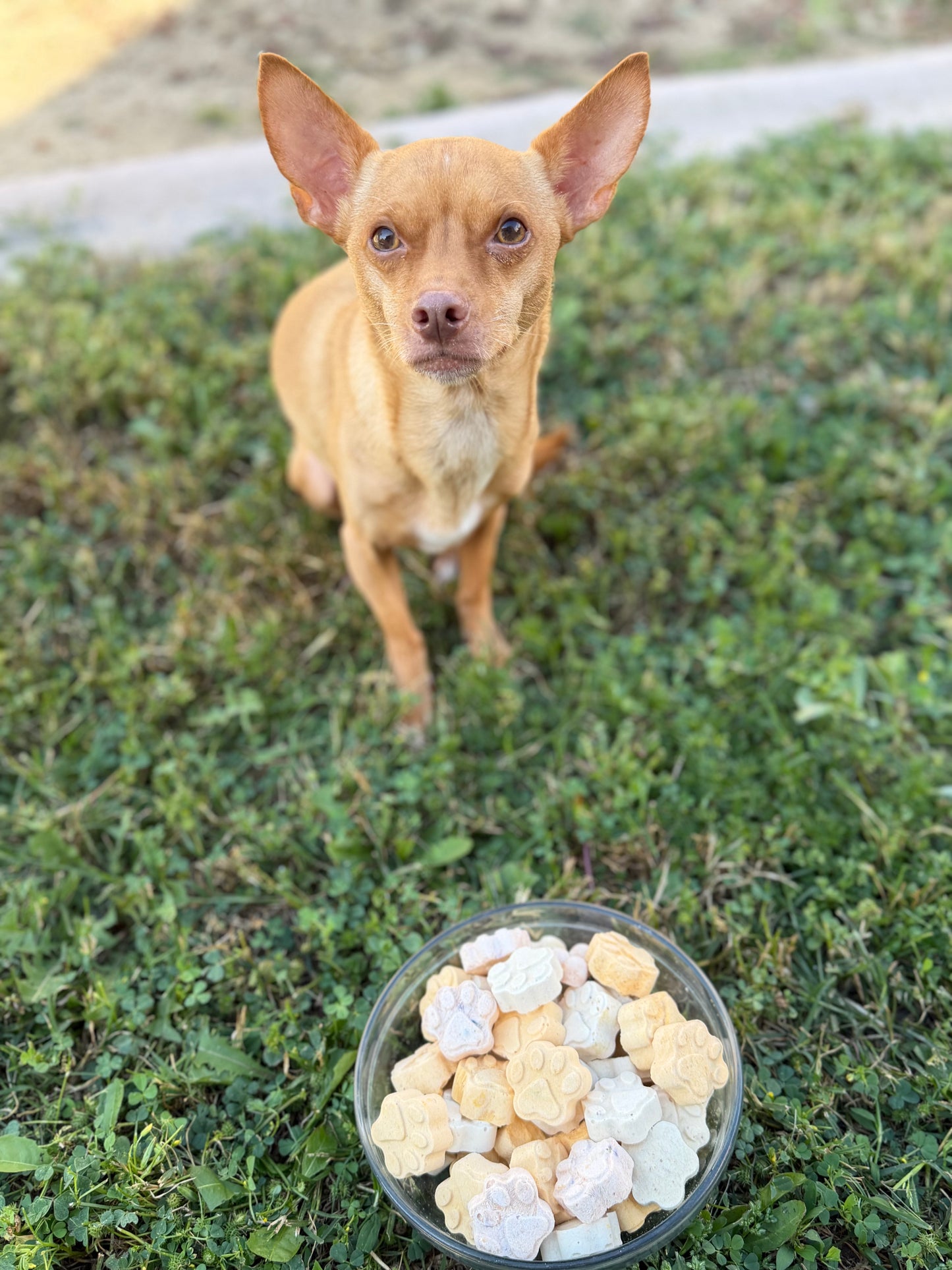 Freeze Dried Yogurt Bites