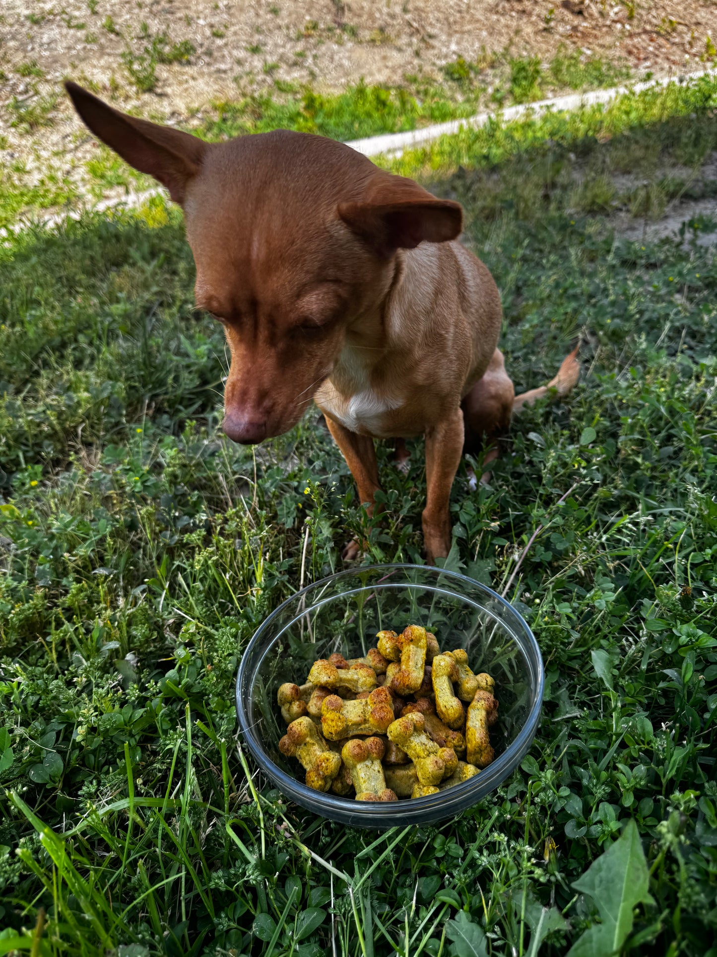 Chicken Bites.