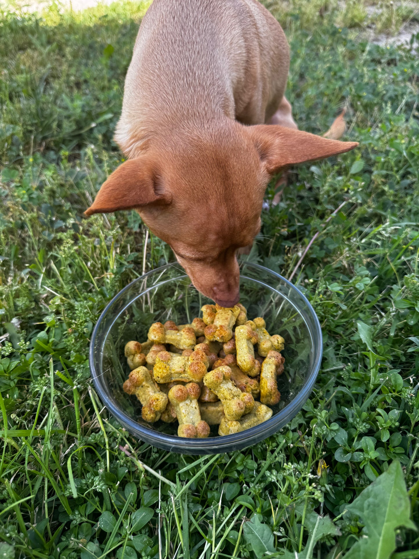Chicken Bites.