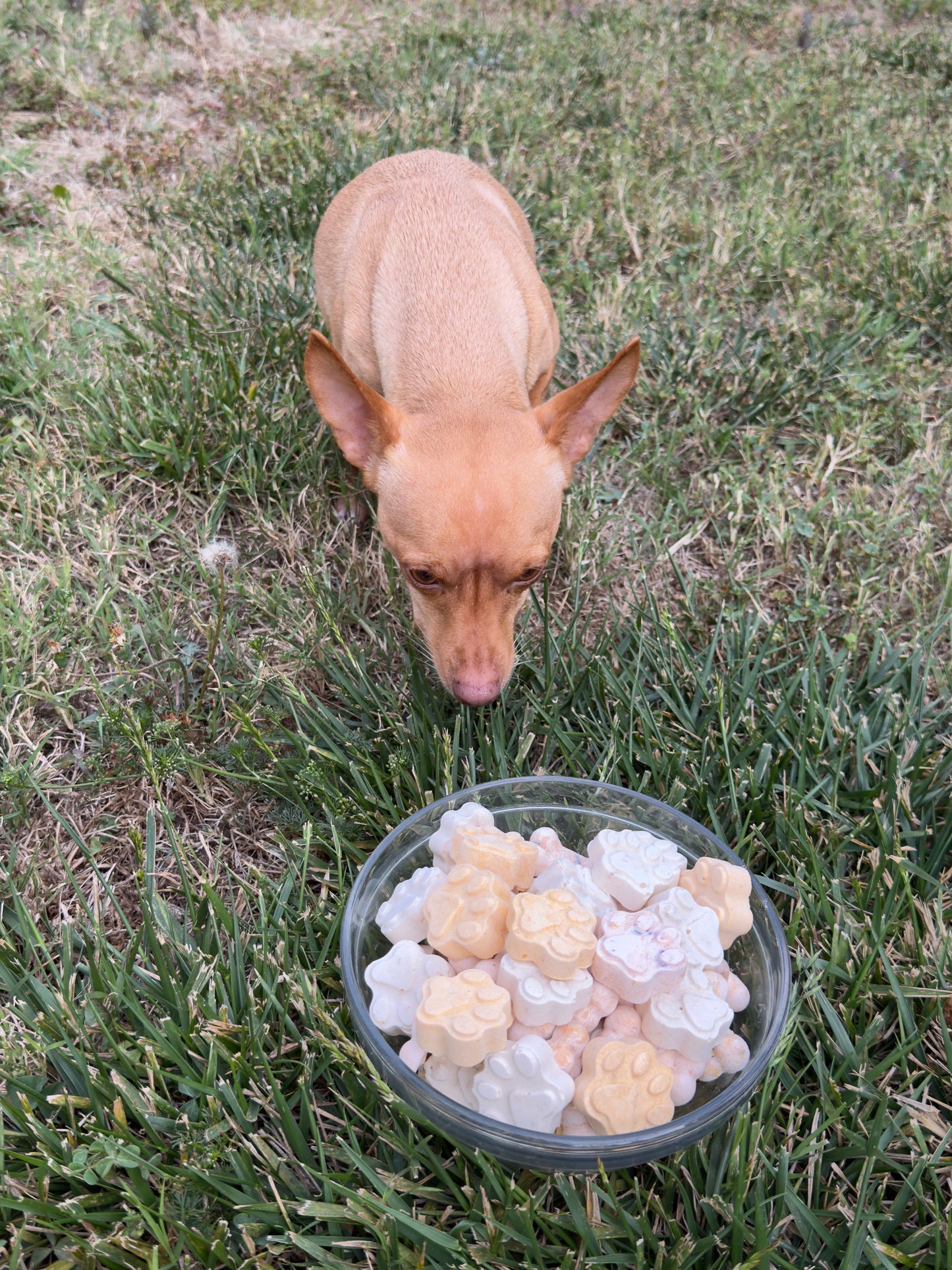 Freeze Dried Yogurt Bites